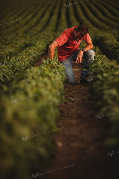 Farmer Checking Soybean Crop 4596