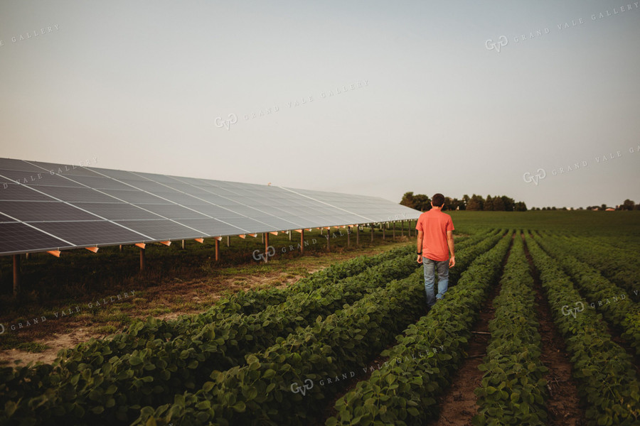 Farmer with Soybean Field and Solar Panels 4606