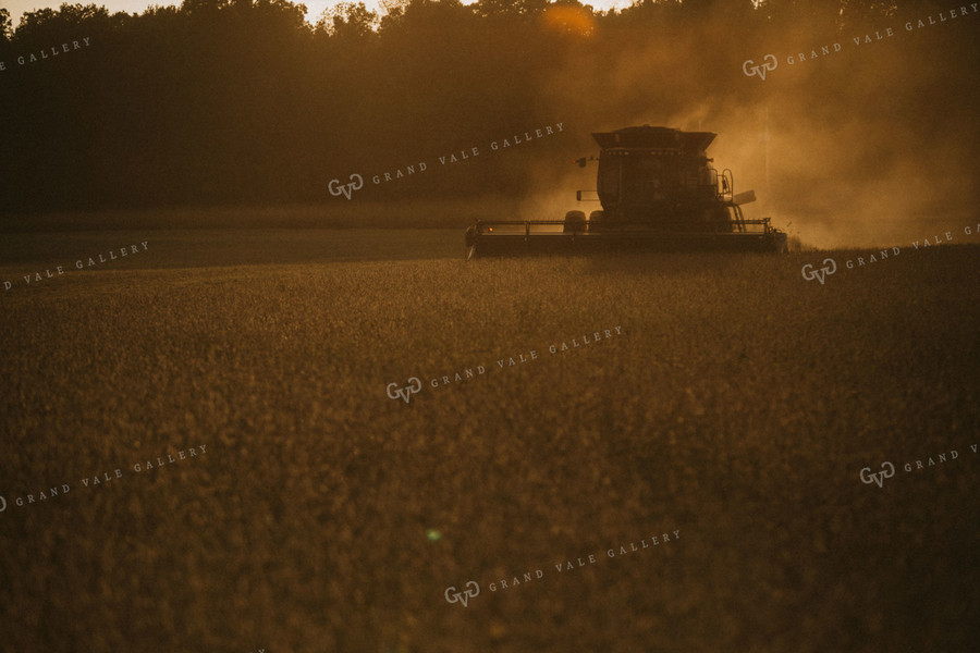 Combine Cutting Soybeans at Sunset 4853