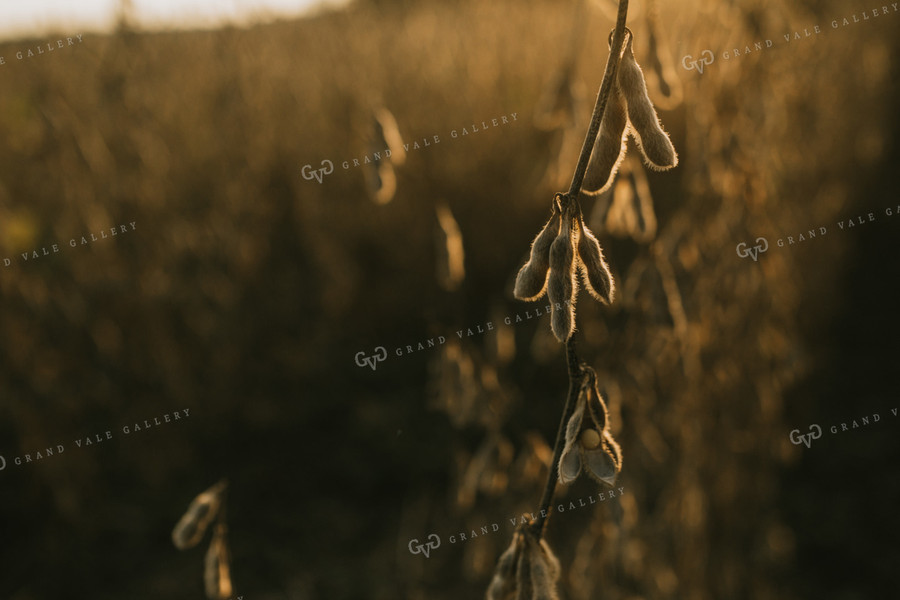Dried Soybean Plant and Pods at Sunset 4854