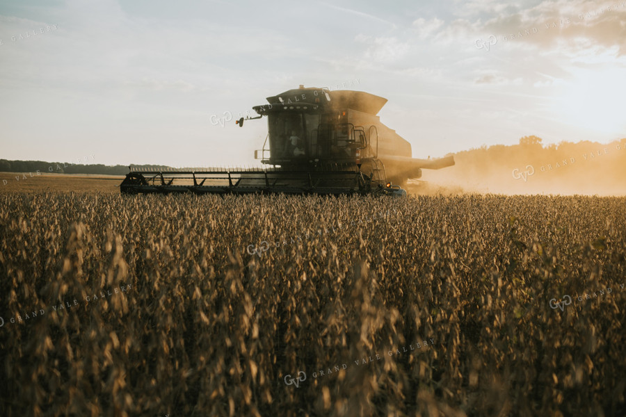 Combine Cutting Soybeans at Sunset 4856