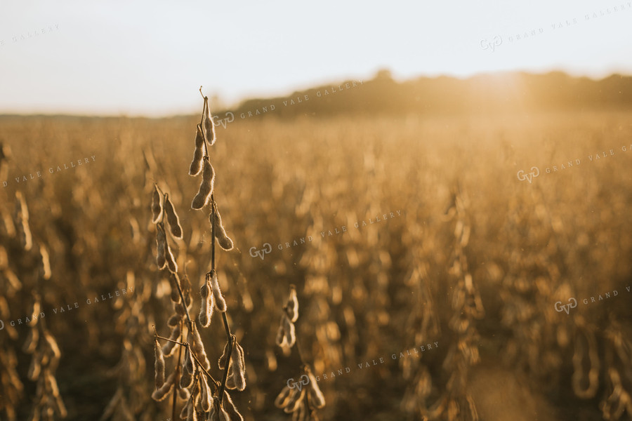 Dried Soybean Plant and Pods with Dust at Sunset 4863