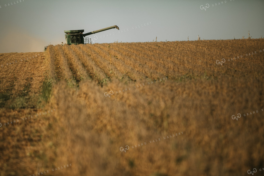 Combine Cutting Soybeans 4774