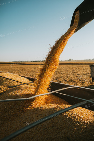 Augering Corn into Truck 4655