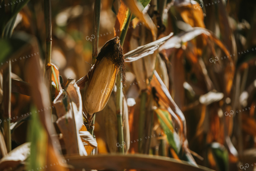 Dried Ear of Corn 4687