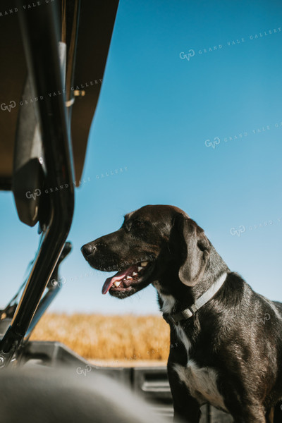 Farm Dog in Side by Side Bed 4696