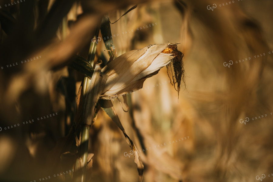 Dried Corn in Field 4737