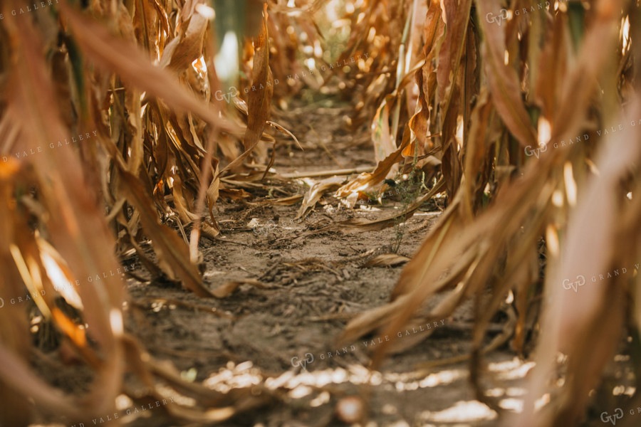 Dried Corn in Field 4741