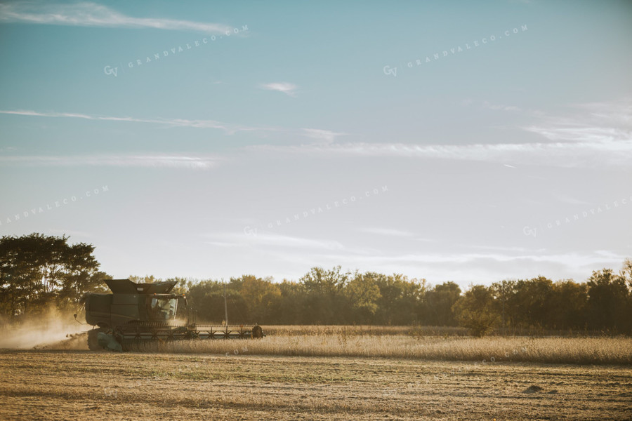 Combine Harvesting Soybeans 5081