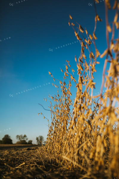 Dried Soybeans in Partially Harvested Field 5088