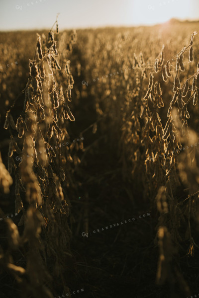 Dried Soybean Field at Sunrise 5192