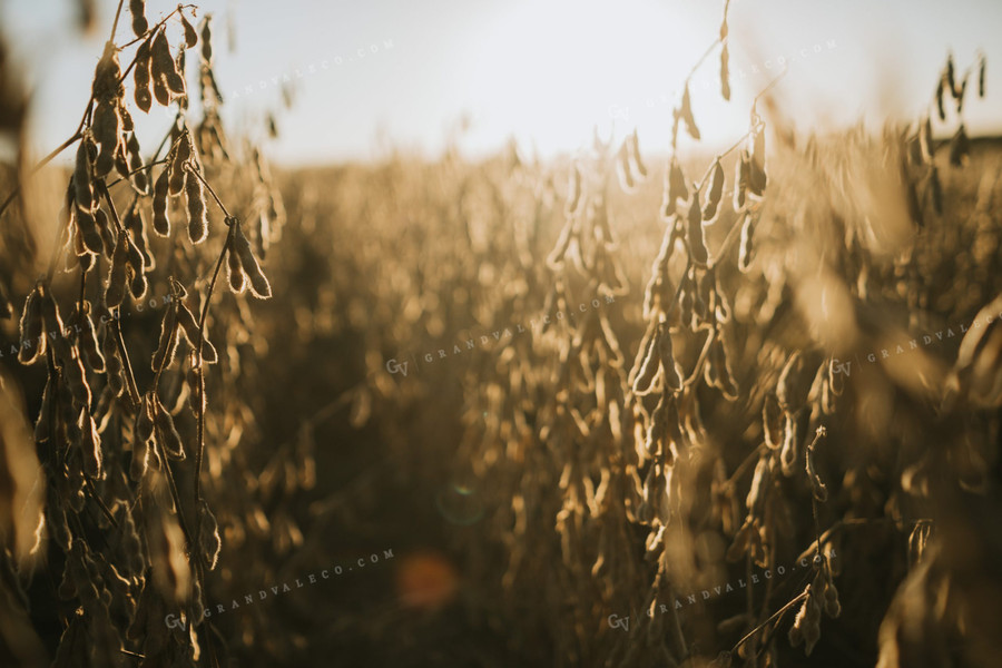 Dried Soybean Field at Sunrise 5193