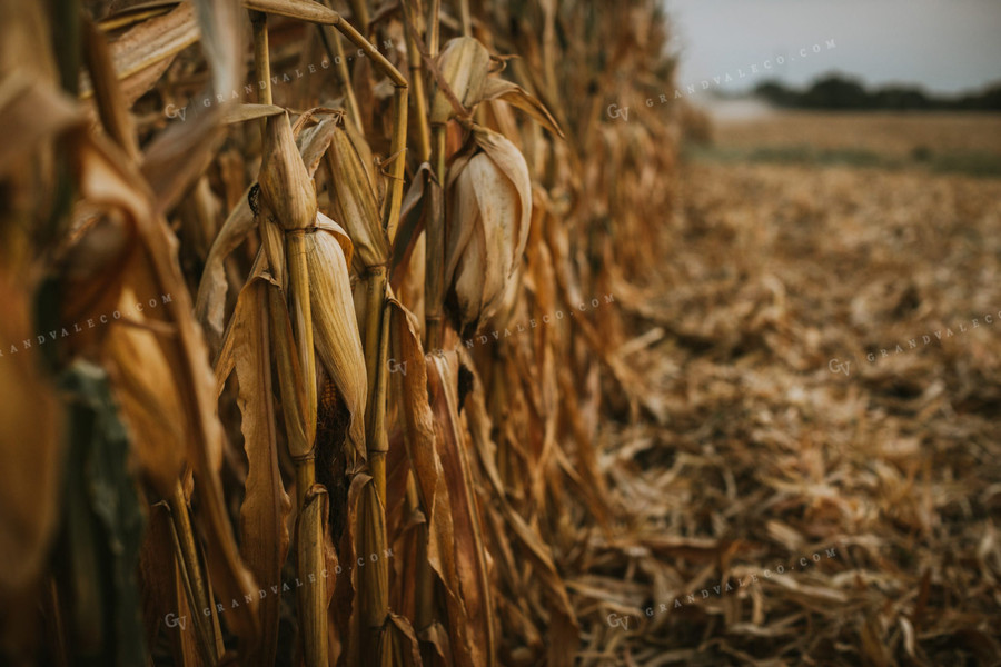 Dry Corn Field 5272