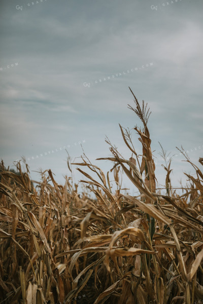 Dry Corn Field 5274