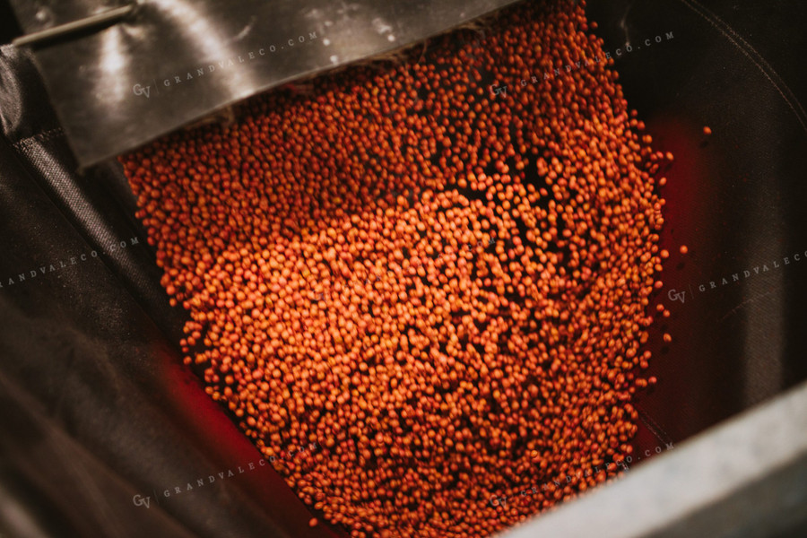 Treated Soybeans Exiting Seed Treater 5355