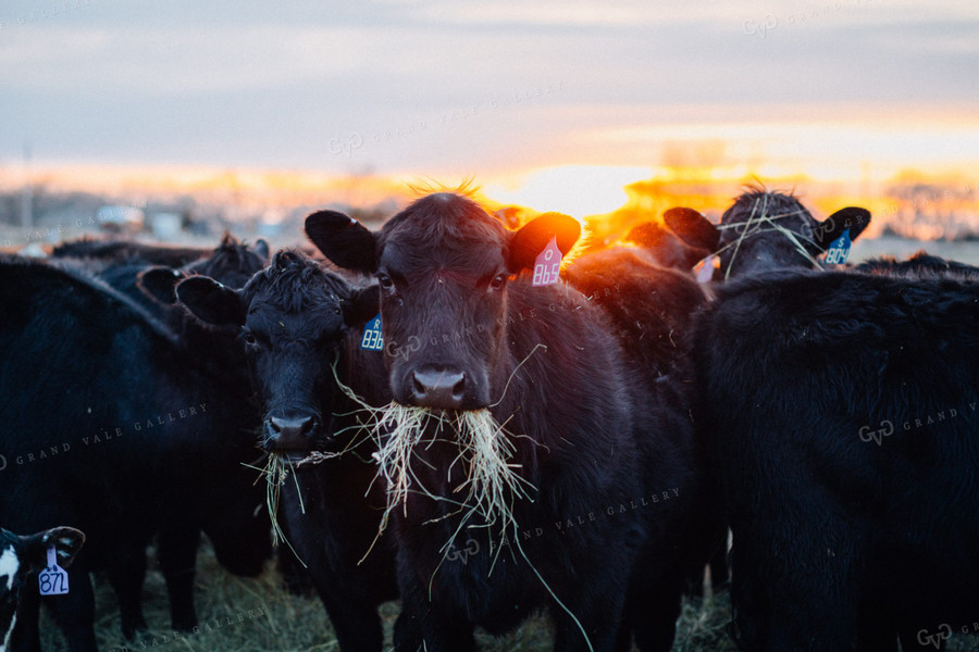 Angus Cows Eating Hay 53000