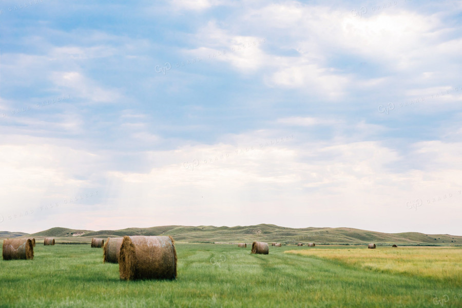 Round Hay Bales in Green Pasture 53020