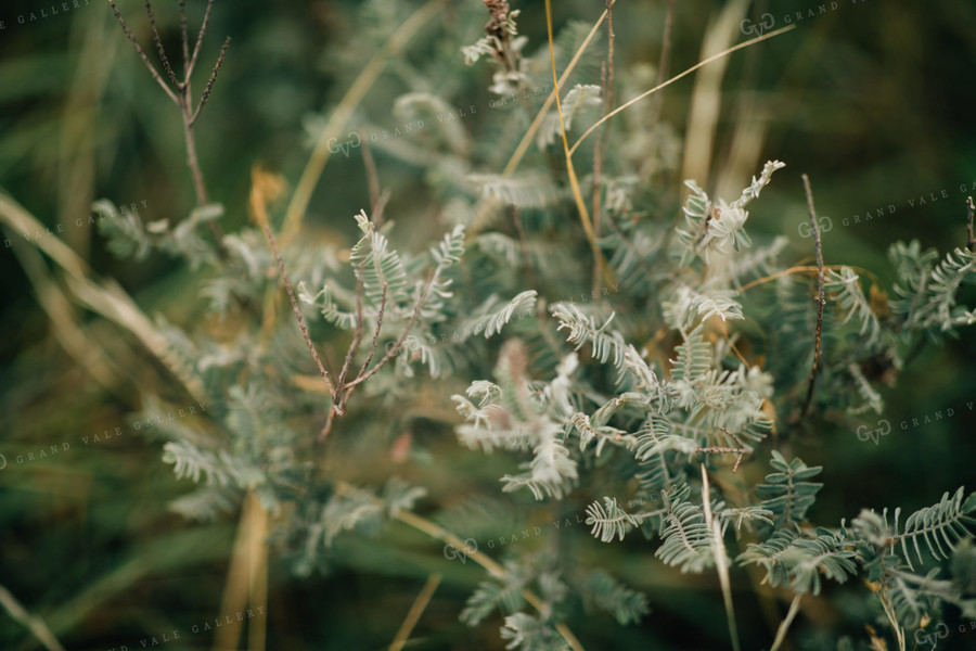 Sand Hills Pasture 53028