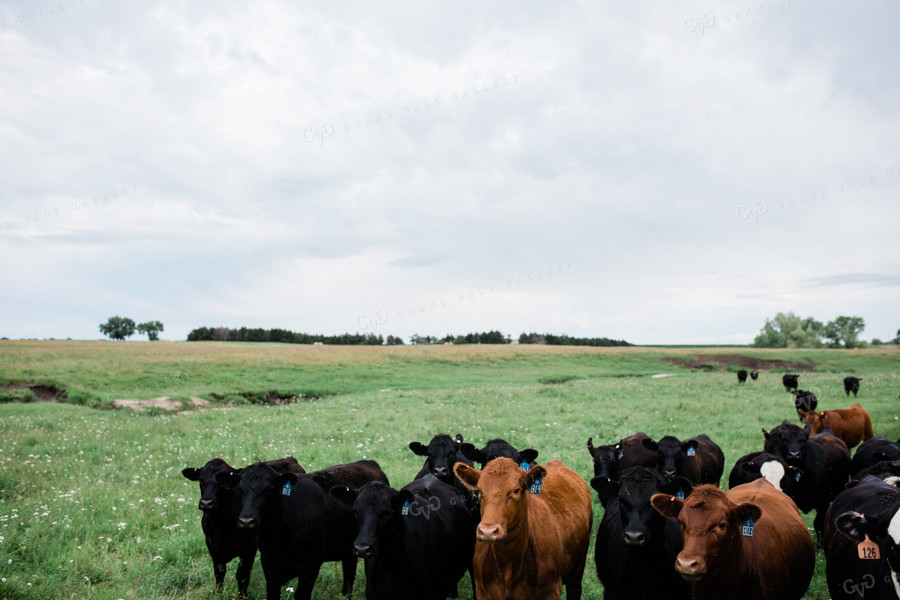 Cow Herd in Green Pasture 53044