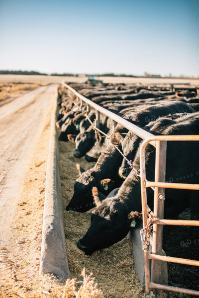 Cattle Eating out of Feed Bunk 53060