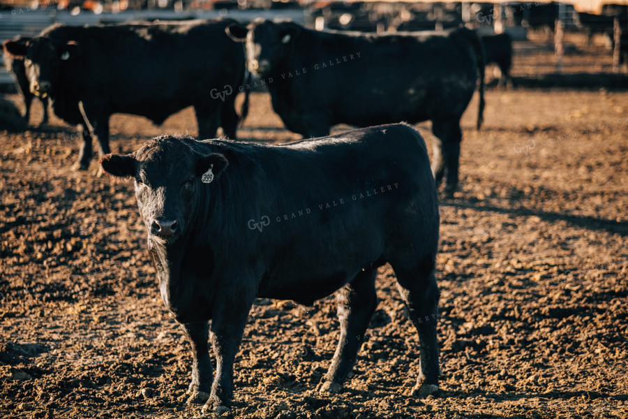 Steers in Feed Lot 53062