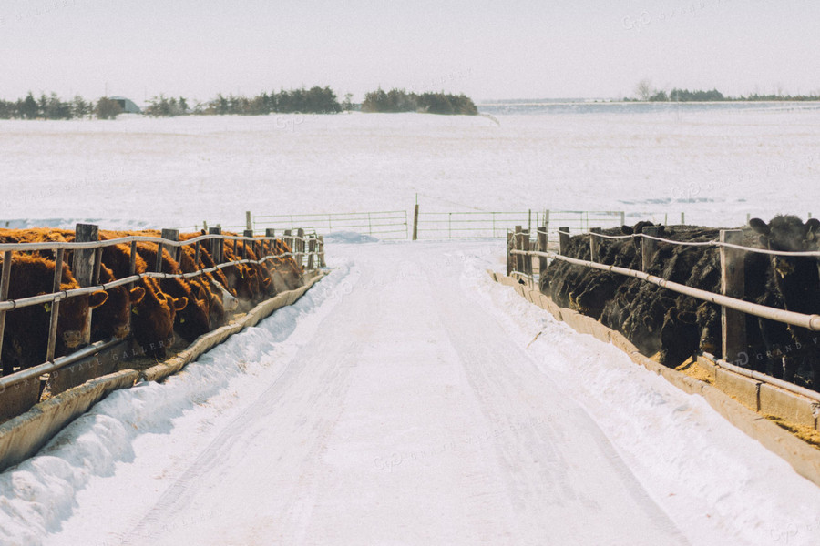 Winter Feed Lot - Cattle Eating Out of Bunks 53088