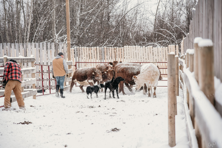 Working Cattle with Dog in Winter 64016