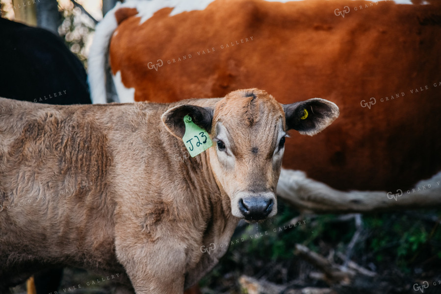 Calf in Pasture 64036