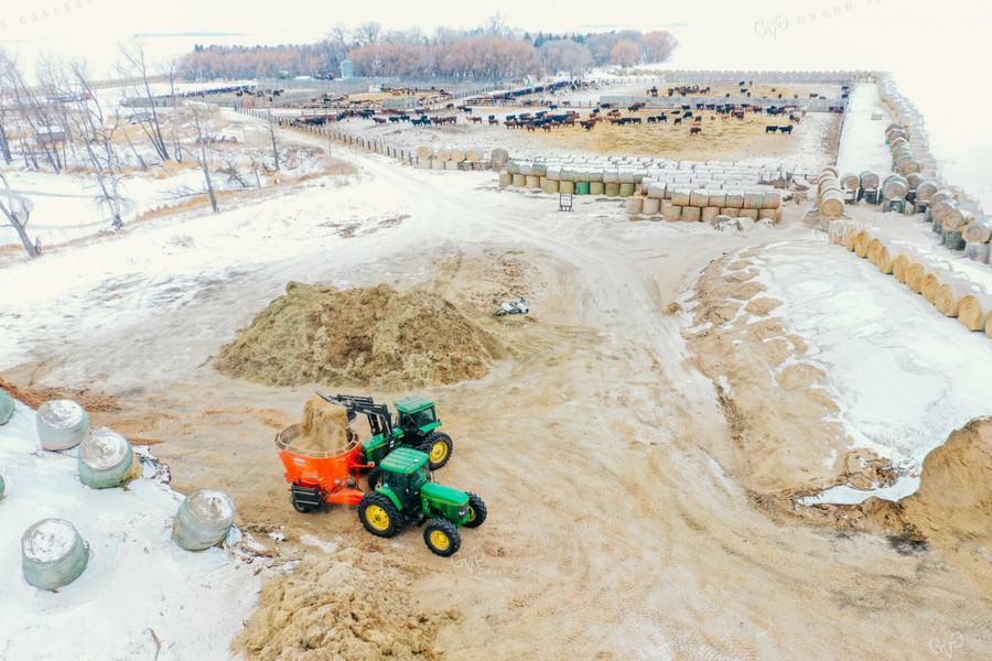 Mixing Feed and Cattle Feedlot 64043