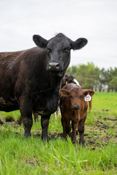 Cow and Calf in Pasture 50016