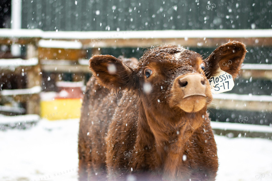 Cow in Snow 50058