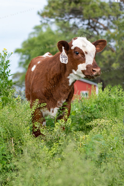 Calf in Grassy Pasture 50077