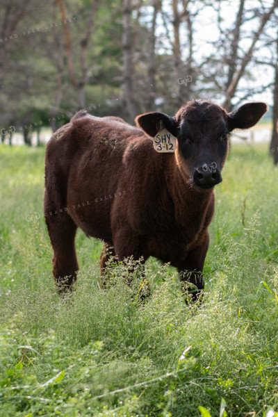Calf in Grassy Pasture 50084