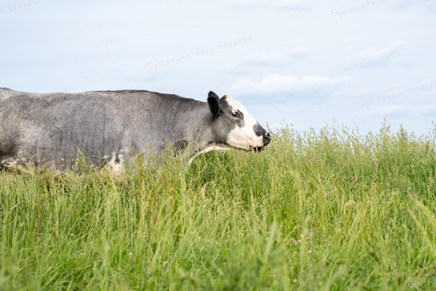 Cow in Grassy Pasture 50087