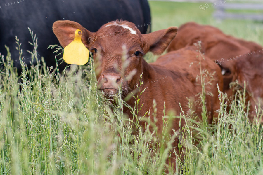 Cow and Calf in Grassy Pasture 50095
