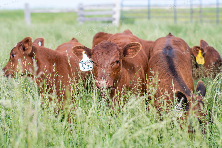 Calves in Grassy Pasture 50097