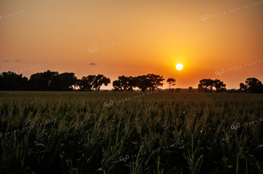 Sunset Over Cornfield 59002