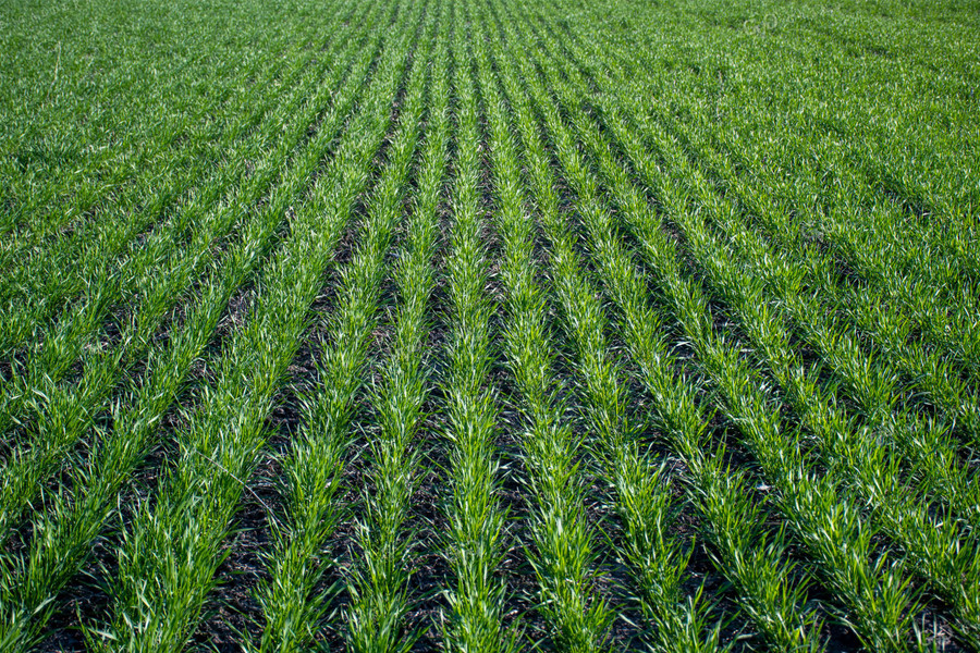 Green Wheat Field 50108