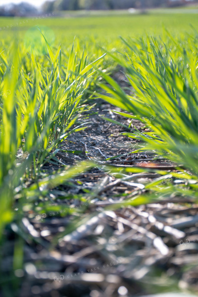 Green Wheat Field 50110