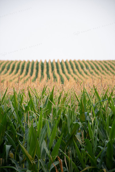 Rows of Corn Tassels 50127