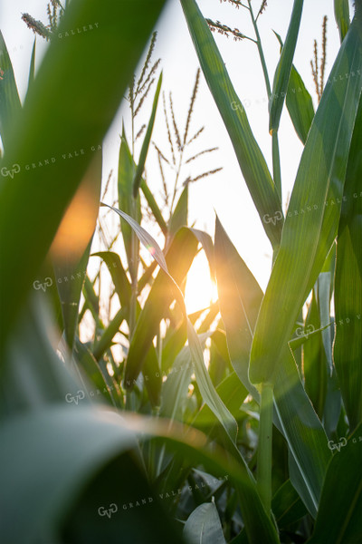 Sun Rays Through Corn 50131