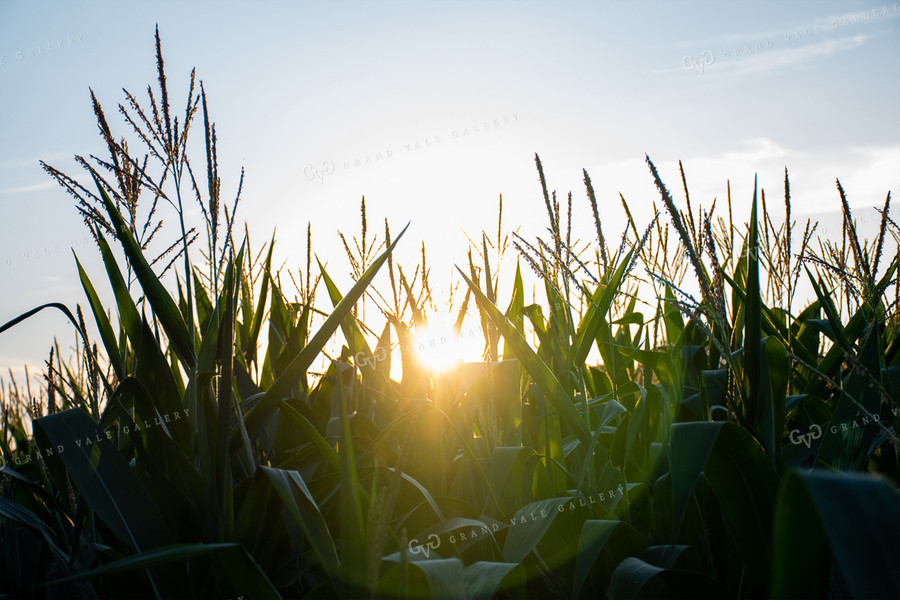 Sun Rays Through Corn 50143