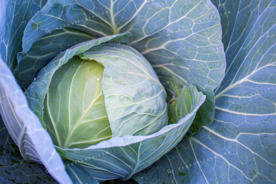 Cabbage 50158