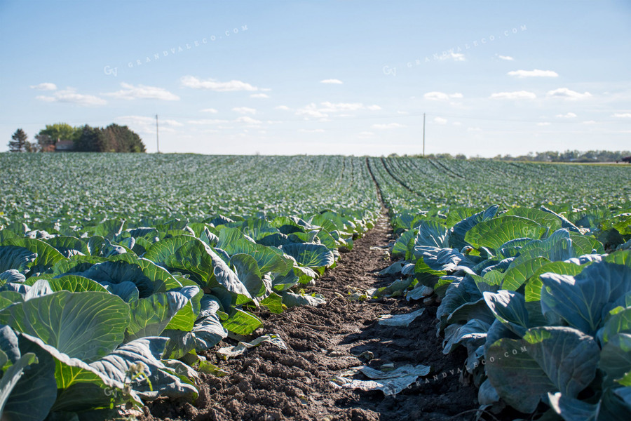 Cabbage Field 50181