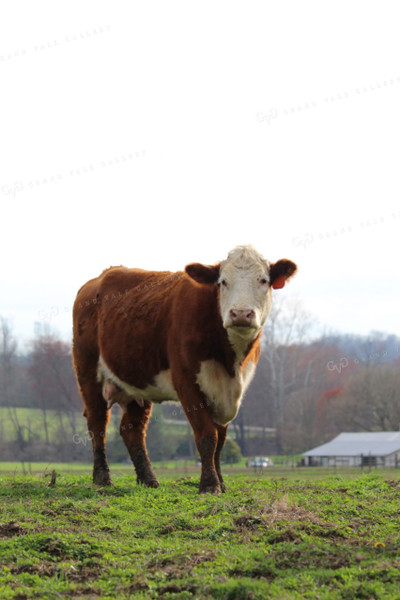 Hereford Cow 52015