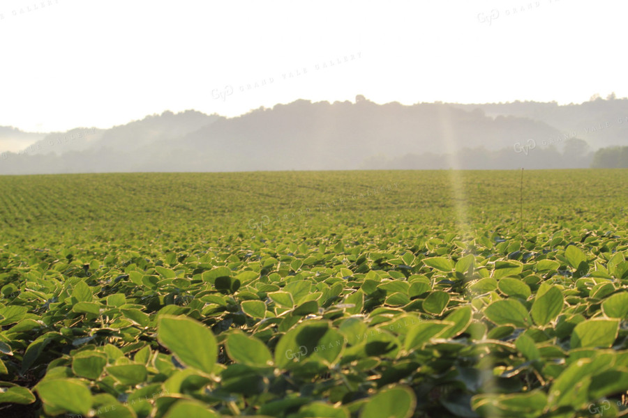 Soybeans Mid-Season 52026