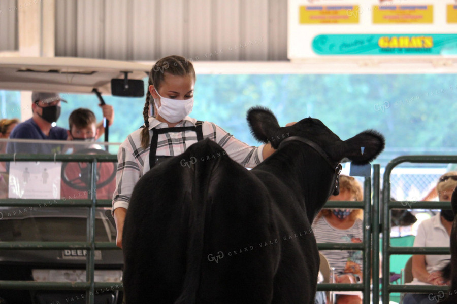 4H Cattle Show with Masks 52047