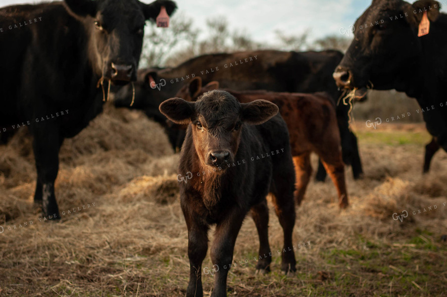 Calf and Cows Eating Hay 59018