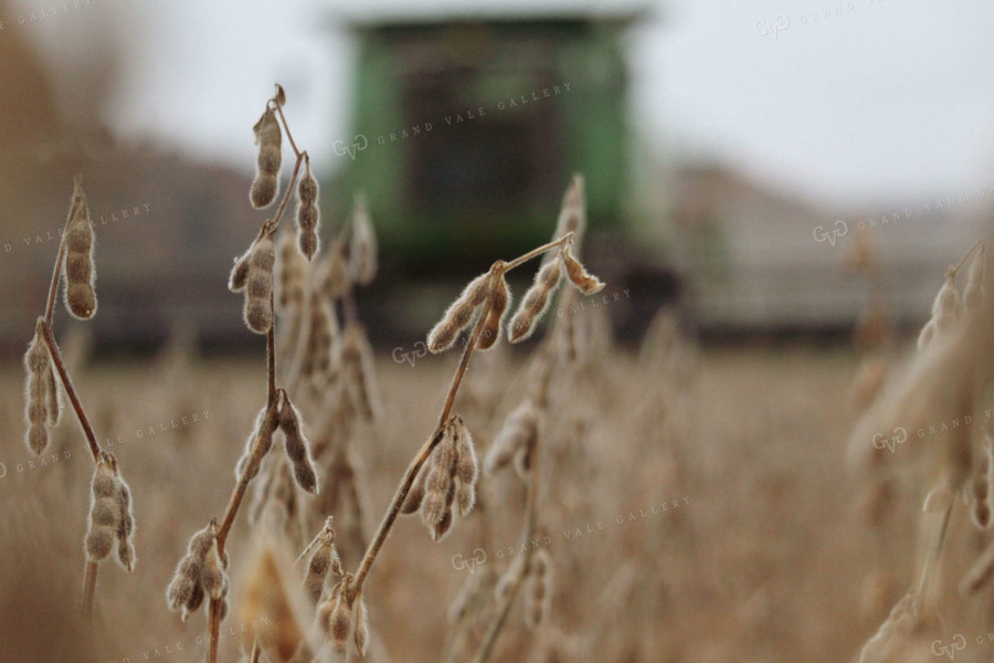 Soybeans at Harvest 52055