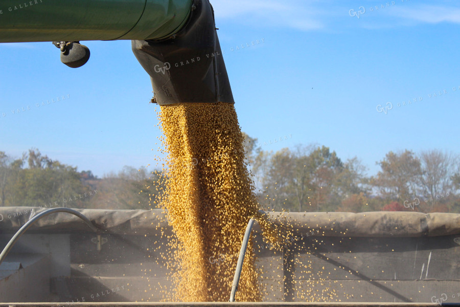 Augering Soybeans into Semi Close Up 52078